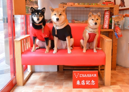 柴犬 こじろう こまち