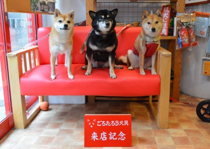 柴犬 あられ まめ