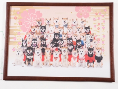 柴犬 雛壇
