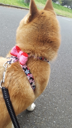 柴犬 さくら 1