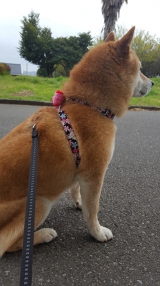 柴犬 さくら 2