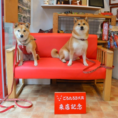柴犬 すばる