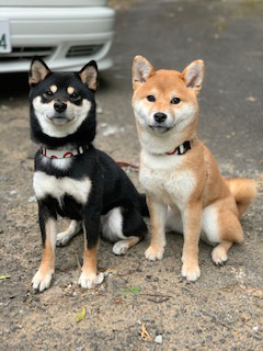 柴犬 こと・えま 2