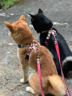 柴犬 こと・えま 1