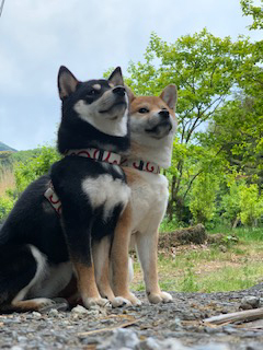 柴犬　こと・えま　3