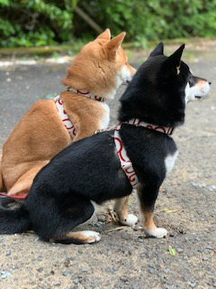 柴犬 こと・えま 4