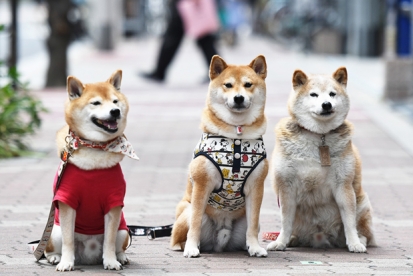 柴犬 くぅ ちゃん 仲良しの てん ちゃん ごろたろう犬具 めっちゃ似合ってるブログ