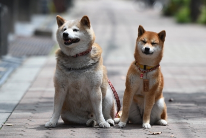 柴犬 しめじ ちゃん 看板 太郎 と一緒に ごろたろう犬具 めっちゃ似合ってるブログ