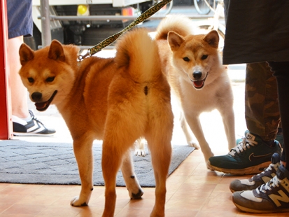 柴犬ごろたろう犬具