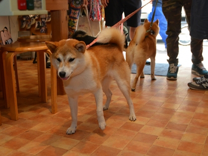 柴犬ごろたろう犬具