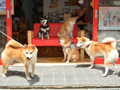 柴犬ごろたろう犬具