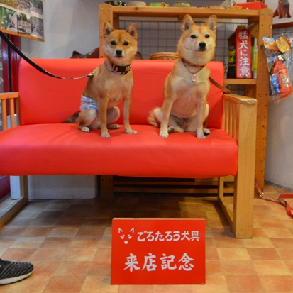 柴犬ごろたろう犬具