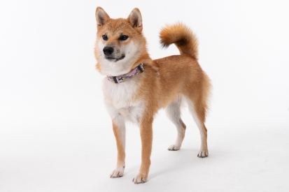 柴犬 つむぎ