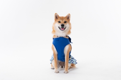 柴犬 つむぎ 2