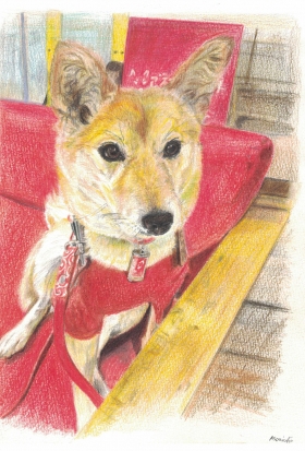 柴犬 いぶき 絵