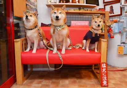 柴犬 こてつ こたろう いぶき