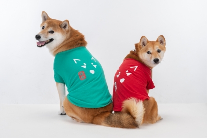 柴犬 かい いぶき 1