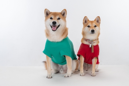 柴犬 かい いぶき 2