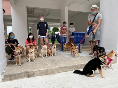 シンガポールの柴犬飼い