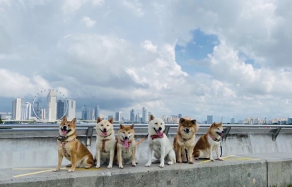 シンガポールの柴犬達