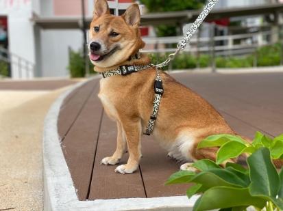 海外のごろたろうフレンド