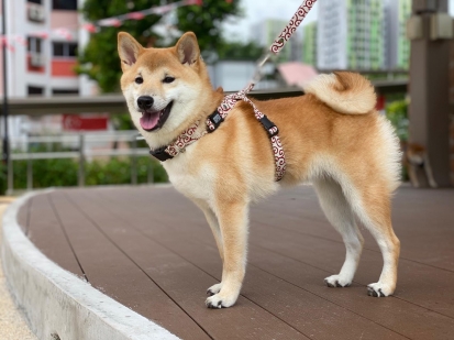 ごろたろう犬具海外の柴犬