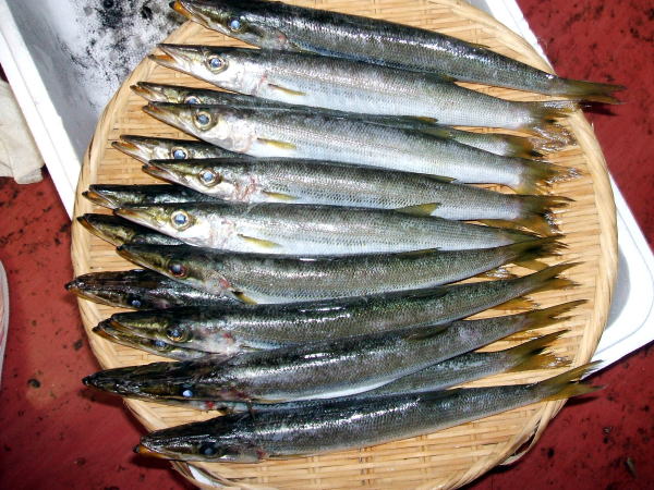 かます食材。