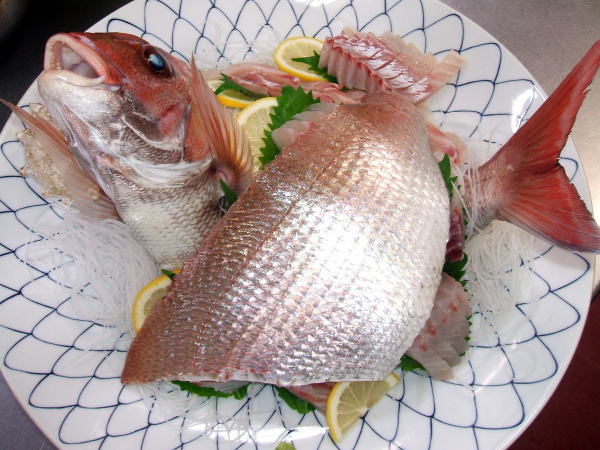 天然鯛。