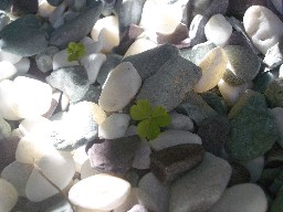 雑草