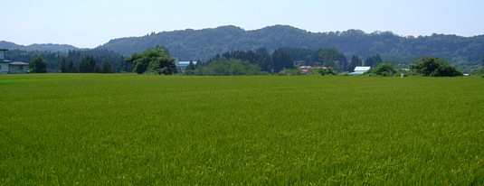 田んぼ