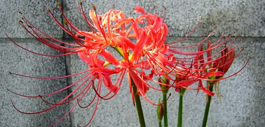 彼岸花