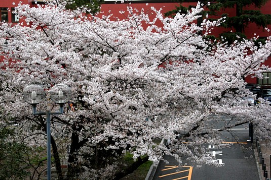 満開の桜