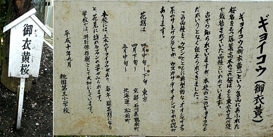 御衣黄桜