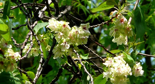 御衣黄桜