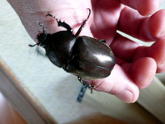 カブトムシ