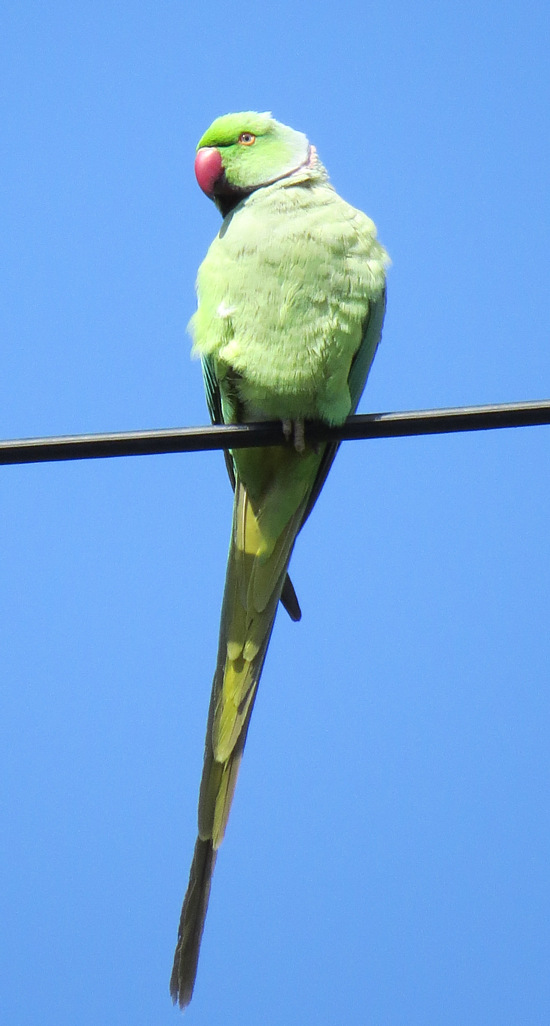 ワカケホンセイインコ