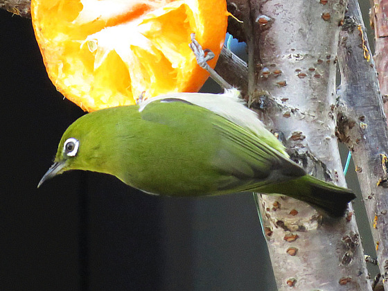 ウグイス、ホウジロ、メジロ用品 ウグイス、ホウジロ、メジロ用品 ウグイス」と「メジロ」の違い