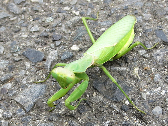 カマキリ 鼠狸庵閑話 そりゃあかんわ