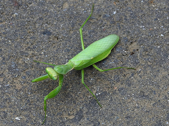 カマキリ 鼠狸庵閑話 そりゃあかんわ