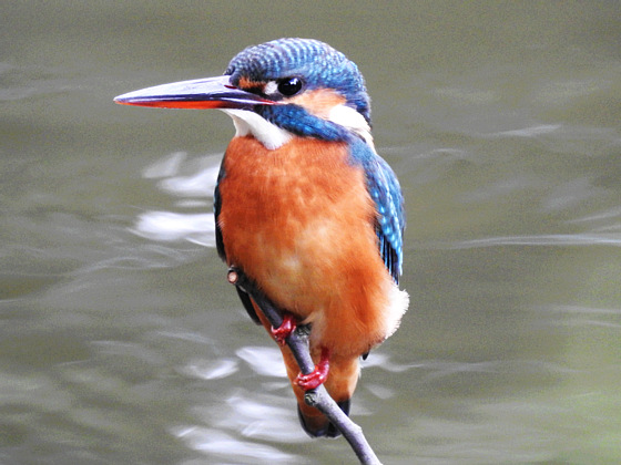 カワセミ(川蝉) | 鼠狸庵閑話(そりゃあかんわ）