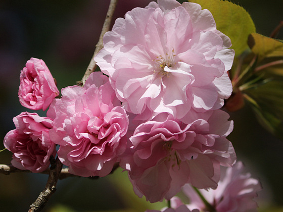 八重桜 カンザン 鼠狸庵閑話 そりゃあかんわ