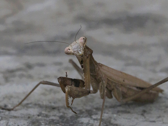 カマキリ 鼠狸庵閑話 そりゃあかんわ