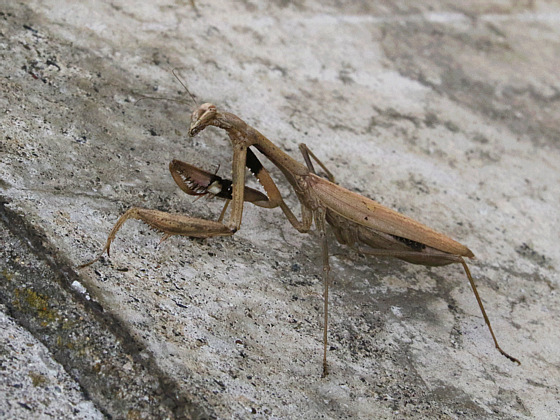 カマキリ 鼠狸庵閑話 そりゃあかんわ