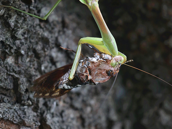 セミを食べるカマキリ 鼠狸庵閑話 そりゃあかんわ