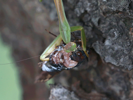 セミを食べるカマキリ 鼠狸庵閑話 そりゃあかんわ