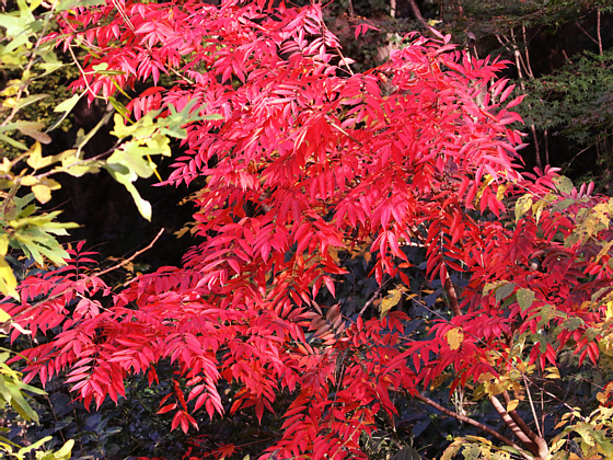 紅葉したハゼノキ 鼠狸庵閑話 そりゃあかんわ