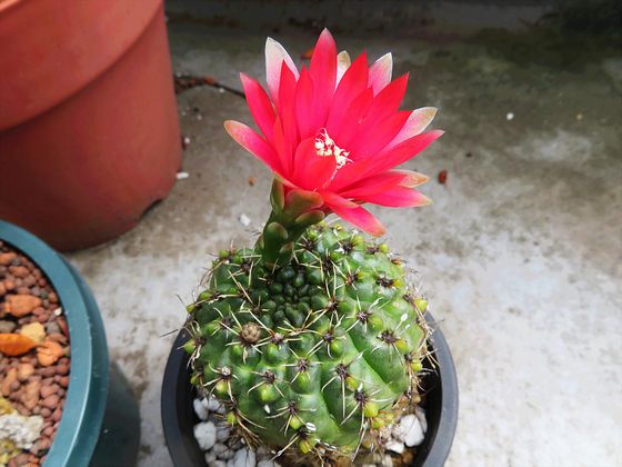 エキノプシス属のサボテンも開花 | 鼠狸庵閑話(そりゃあかんわ）