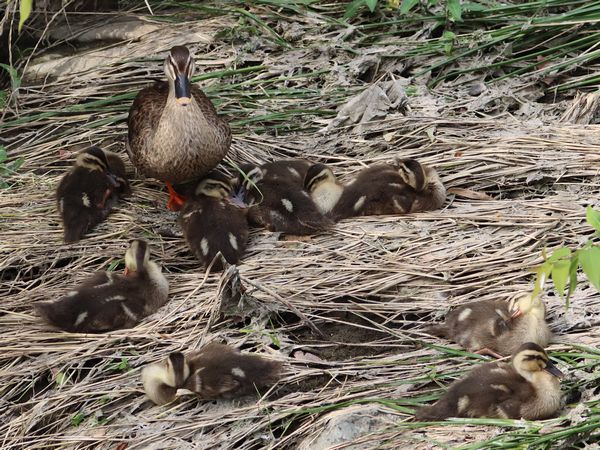 カルガモの雛ちゃんたち 3日ぶり 鼠狸庵閑話 そりゃあかんわ