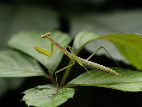 カマキリの幼虫 鼠狸庵閑話 そりゃあかんわ