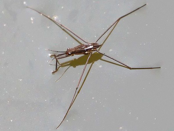 アメンボの幼虫 鼠狸庵閑話 そりゃあかんわ